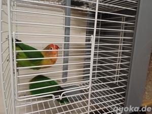 schöne junge Pfirschichköpfchen Bild 5