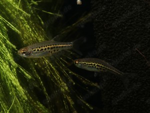 Danio tinwini - Zwerg Leopardbärbling - Nano - Aquascape