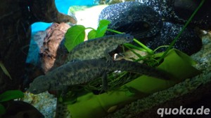 4.0. Spanische Rippenmolche Phleurodeles Waltl 