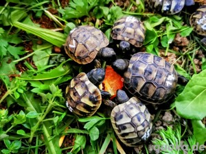 Griechische Landschildkröten von 2024 mit Cites