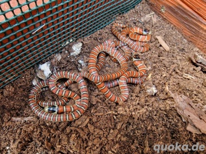 Chihuahuan Bergkönigsnatter NZ 2024