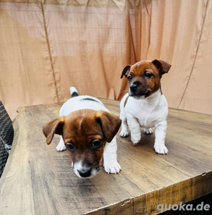 Jack Russell Terrier Welpen