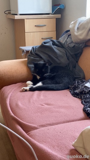 Katze zu verkaufen