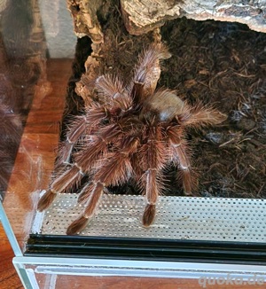 theraphosa Apophysis 1.1 