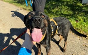 Der liebenswerte Vino sucht aktive Menschen Bild 6