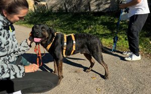 Der liebenswerte Vino sucht aktive Menschen Bild 4