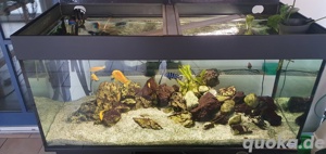 (NOTVERKAUF ) Malawi Barsch Aquarium 300L   Komplettset abzugeben