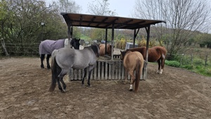 Stall Offenstall Platz für 1 Stute in Zornheim frei Bild 4