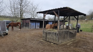 Stall Offenstall Platz für 1 Stute in Zornheim frei Bild 2