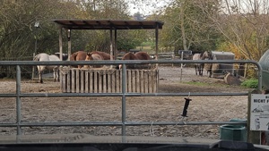 Stall Offenstall Platz für 1 Stute in Zornheim frei
