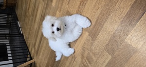 Bichon Bolognese Welpen