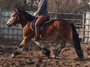 Kaltblutwallach "Elvis"!