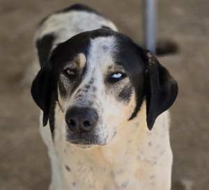 Mario ein sanfter Rüde 