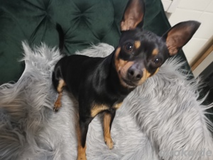 Zwergpinscher mit Papiere sucht Hündin zum Decken.Kein verkauf!!! Bild 6