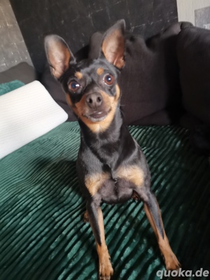 Zwergpinscher mit Papiere sucht Hündin zum Decken.Kein verkauf!!! Bild 5