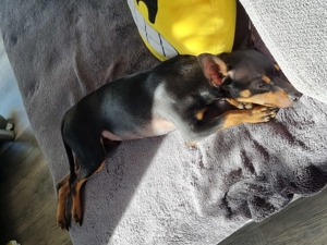Zwergpinscher mit Papiere sucht Hündin zum Decken.Kein verkauf!!! Bild 4