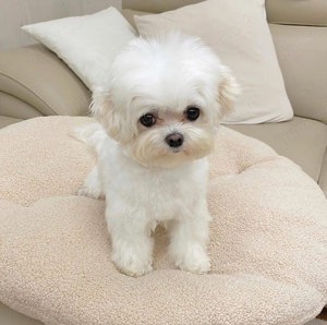  Maltesern Welpe