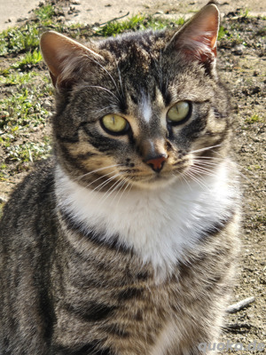 Junger Kater sucht liebevolles Zuhause 