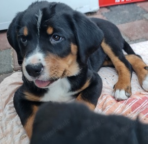 Swissydog: Berner Sennenhund x Appenzeller Sennenhund 