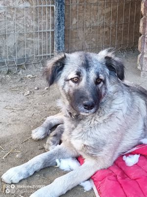 Lupa (geb. 2022) lebensfroh und menschenbezogen wünscht sich eine liebevolle Familie