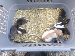 ratten Jungtiere 