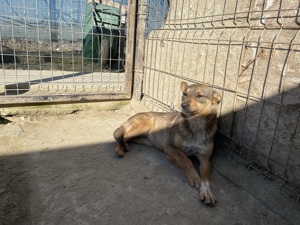 kleine Missy - wo ist mein Zuhause Bild 6
