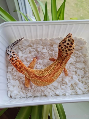Leopardgecko Clown