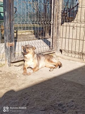 kleine Missy - wo ist mein Zuhause Bild 7