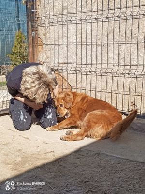 TEDDY - aktiv und menschenverliebt Bild 7