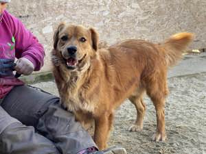 TEDDY - aktiv und menschenverliebt Bild 2