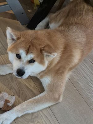 Hund Fur weiter Decken