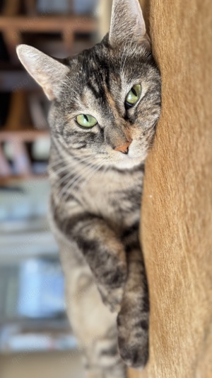 Katze  Kater   Katzendame   Kurilian Bobtail Katzen 