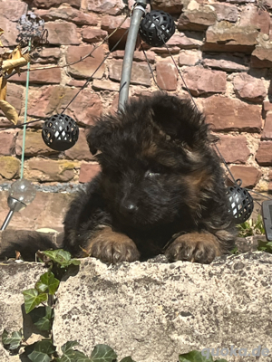 Deutsche Schäferhund-Welpen langhaar