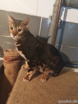 bengal katze kater kitten mit stambaum