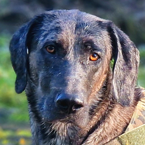 Kenai, 2 Jahre - Doggen-Mix - Tierhilfe Franken e.V.