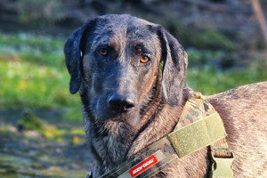 Kenai, 2 Jahre - Doggen-Mix - Tierhilfe Franken e.V.