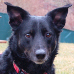 Roxalie - Labrador Mix - 3 Jahre - Tierhilfe Franken e.V.