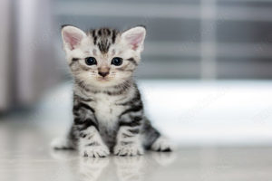Katzen & Katzenbabys in Aachen kaufen, verkaufen & zu verschenken