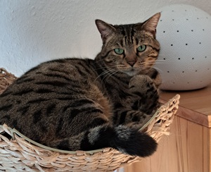 Bengalmixpärchen 