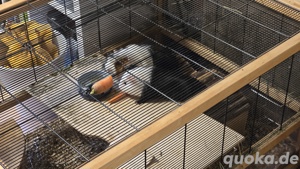 Meerschweinchen Paar 2 Böcke inkl. Stall usw anzugeben