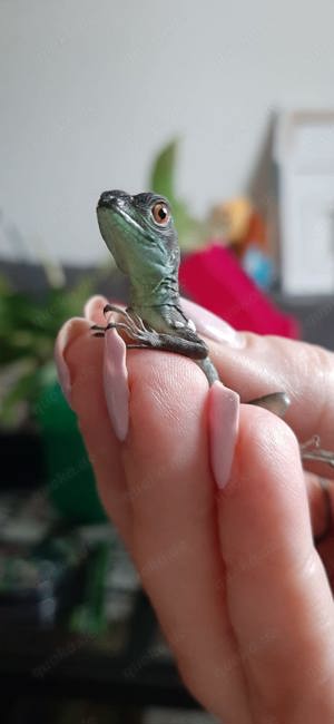 Nachzucht Stirnlappenbasilisk 