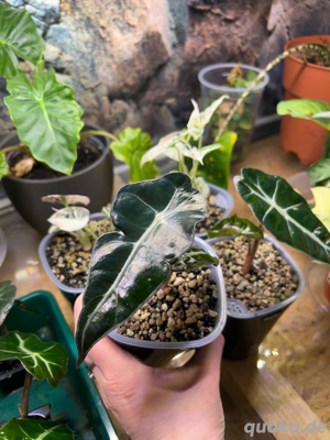 Alocasia Amazonica (Jungpflanzen ) abzugeben 