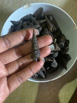 5 Nadelschnecken Cerithium 4 cm Meerwasser !!