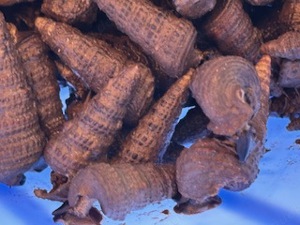 Nadelschnecken 5 Stück  4 cm Meerwasser