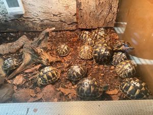 Griechische Landschildkröten