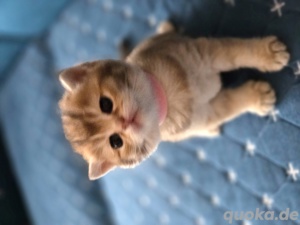 Einzigartige wunderdchöne Kitten