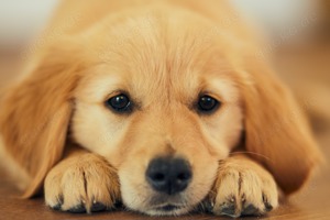 Wurfplanung für Juli 2025 Reinrassige Golden Retriever Welpen in Foxred!    Oberbayern