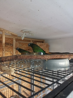 Maximilianpapagei  Bild 3