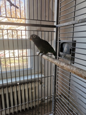 Maximilianpapagei 