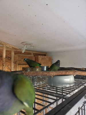 Maximilianpapagei  Bild 4
